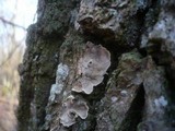 Aleurodiscus disciformis image