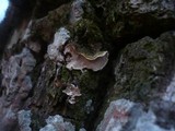 Aleurodiscus disciformis image