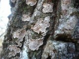 Aleurodiscus disciformis image
