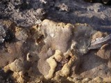 Coriolopsis gallica image