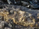 Coriolopsis gallica image