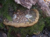 Fuscoporia torulosa image
