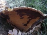 Fuscoporia torulosa image