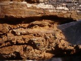 Fuscoporia ferruginosa image