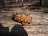 Fuscoporia ferruginosa image