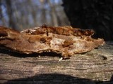 Fuscoporia ferruginosa image