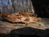 Fuscoporia ferruginosa image