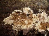 Serpula himantioides image