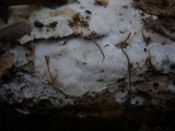 Sidera lenis image
