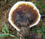 Ganoderma orbiforme image