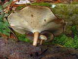 Polyporus brumalis image
