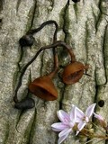 Dumontinia tuberosa image