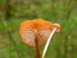 Rhizomarasmius pyrrhocephalus image