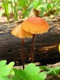 Rhizomarasmius pyrrhocephalus image