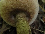 Tylopilus felleus image