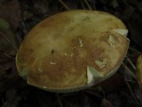 Tylopilus felleus image