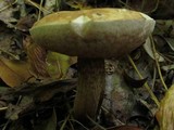 Tylopilus felleus image