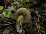 Tylopilus felleus image