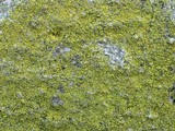 Caloplaca citrina image