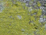 Caloplaca citrina image
