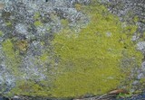 Caloplaca citrina image