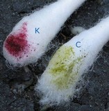 Caloplaca citrina image