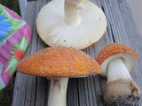 Amanita persicina image