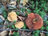 Cortinarius semisanguineus image