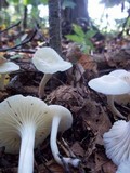 Cuphophyllus virgineus image