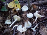 Cuphophyllus virgineus image