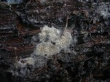 Anomoloma myceliosum image