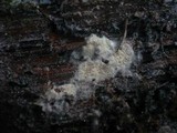 Anomoloma myceliosum image