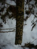 Diatrype bullata image