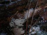 Leptosporomyces roseus image