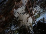 Leptosporomyces roseus image