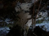 Leptosporomyces roseus image