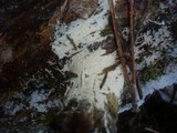 Leptosporomyces roseus image
