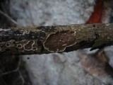 Porostereum spadiceum image
