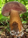 Tylopilus rubrobrunneus image