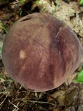 Tylopilus rubrobrunneus image