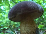 Tylopilus rubrobrunneus image
