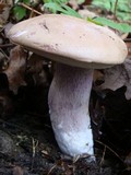 Tylopilus plumbeoviolaceus image