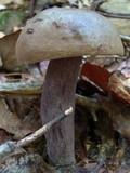 Tylopilus plumbeoviolaceus image