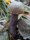 Tylopilus plumbeoviolaceus image