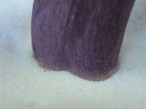 Tylopilus plumbeoviolaceus image