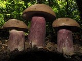 Tylopilus plumbeoviolaceus image