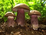 Tylopilus plumbeoviolaceus image