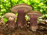 Tylopilus plumbeoviolaceus image