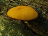 Pholiota granulosa image