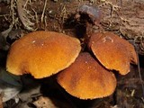 Pholiota granulosa image